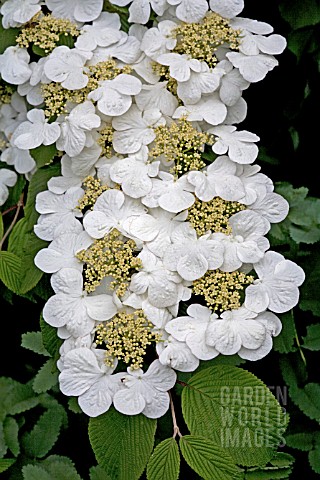 VIBURNUM_PLICATUM_CASCADE