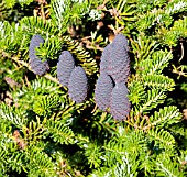 ABIES KOREANA GREEN CARPET