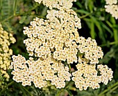 ACHILLEA TAYGETEA