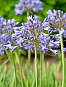 AGAPANTHUS HEADBOURNE HYBRIDS