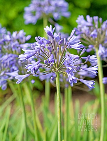 AGAPANTHUS_HEADBOURNE_HYBRIDS