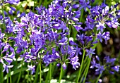 AGAPANTHUS KINGSTON BLUE