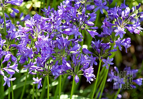 AGAPANTHUS_KINGSTON_BLUE