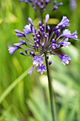 AGAPANTHUS MIDNIGHT BLUE