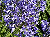 AGAPANTHUS CASTLE OF MEY