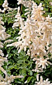 ASTILBE DEUTSCHLAND