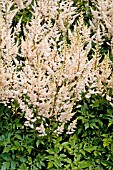 ASTILBE IRRLICHT