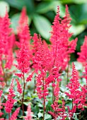 ASTILBE MONTGOMERY