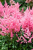 ASTILBE RHEINLAND