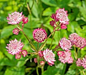 ASTRANTIA MAJOR HILLVIEW RED