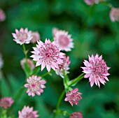 ASTRANTIA MAJOR ROMA