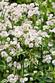 ASTRANTIA MAJOR SUNNINGDALE VARIEGATED