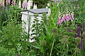 BEE BORDER, CAMBRIDGE UNIVERSITY BOTANIC GARDEN