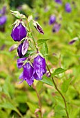 CAMPANULA KENT BELLE