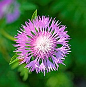 CENTAUREA DEALBATA