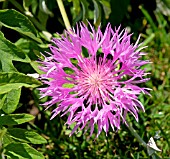 CENTAUREA HYPOLEUCA JOHN COUTTS