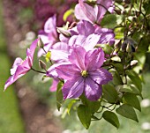 CLEMATIS MADAME BARON VEILLARD