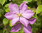 CLEMATIS MADAME BARON VEILLARD