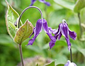 CLEMATIS x DIVERSIFOLIA HENDERSONII