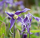 CLEMATIS x DIVERSIFOLIA HENDERSONII