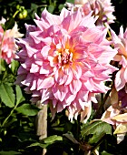 DAHLIA KIDDS CLIMAX