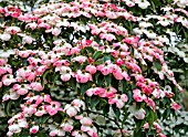 CORNUS KOUSA VAR. CHINENSIS