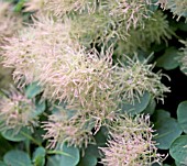 COTINUS COGGYGRIA DRINKSTONE FORM