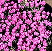 DIANTHUS WHATFIELD JOY