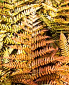 DRYOPTERIS ERYTHROSORA