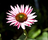 ECHINACEA RUBY GIANT