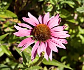 ECHINACEA PURPUREA RUBINSTERN