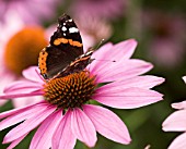 ECHINACEA PURPUREA AND RED ADMIRAL BUTTERFLY