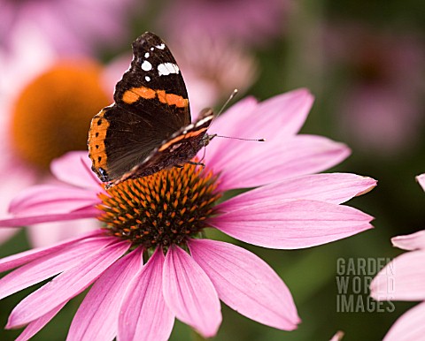 ECHINACEA_PURPUREA_AND_RED_ADMIRAL_BUTTERFLY