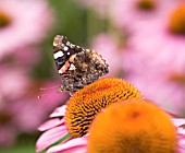 ECHINACEA PURPUREA AND RED ADMIRAL BUTTERFLY