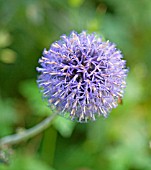 ECHINOPS BLUE CLOUD