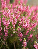 ERICA VAGANS BIRCH GLOW