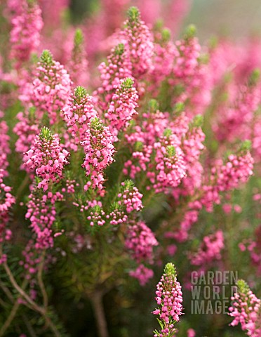 ERICA_VAGANS_BIRCH_GLOW