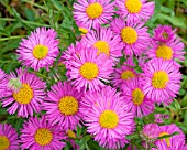 ERIGERON FELICITY