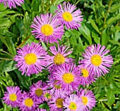 ERIGERON FESTIVITY