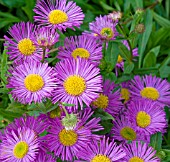 ERIGERON SERENITY