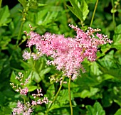 FILIPENDULA ULMARIA ROSEA