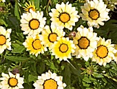 GAZANIA KISS WHITE