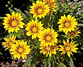 GAZANIA YELLOW FLAME