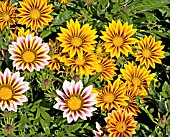 GAZANIA TIGER STRIPES