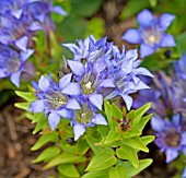 GENTIANA SEPTEMFIDA LATIFOLIA