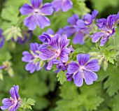 GERANIUM X MAGNIFICUM