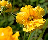 GEUM LADY STRATHCLYDE