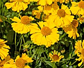 HELENIUM GOLDENE JUGEND