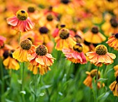 HELENIUM SAHINS EARLY FLOWERER