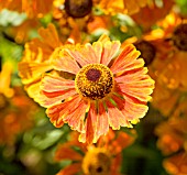 HELENIUM WALTRAUT